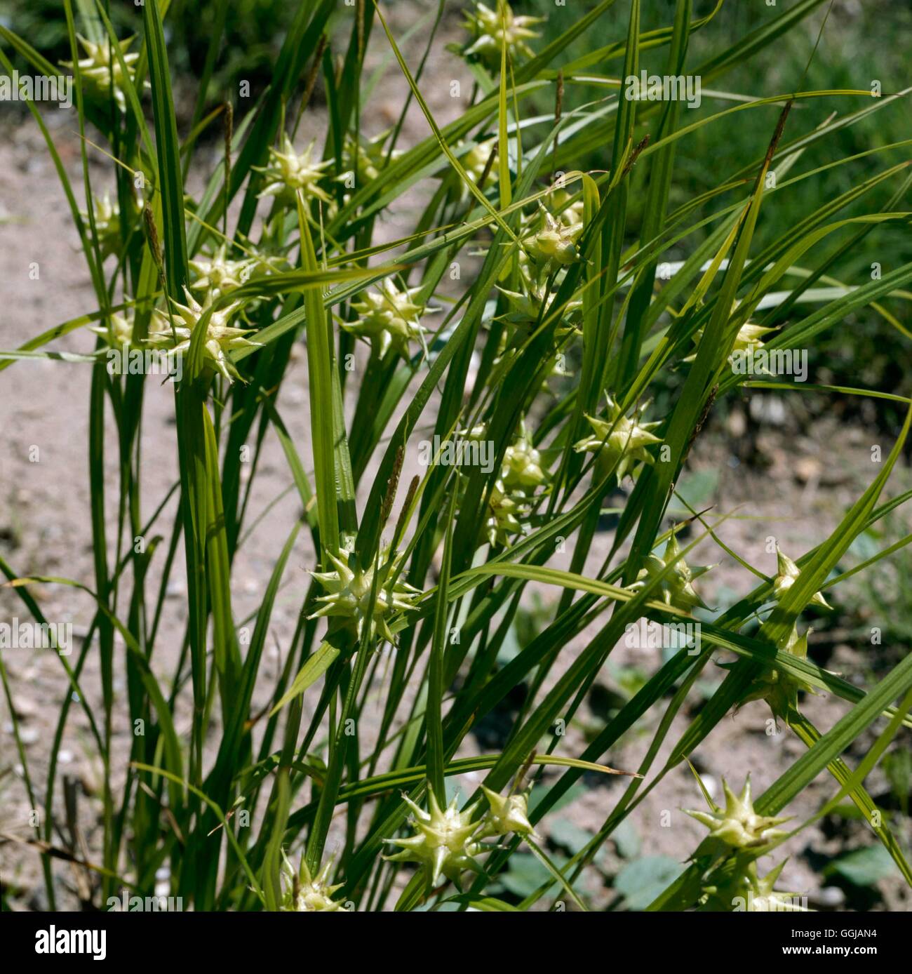 Carex Grayi GRA068232 Stockfoto