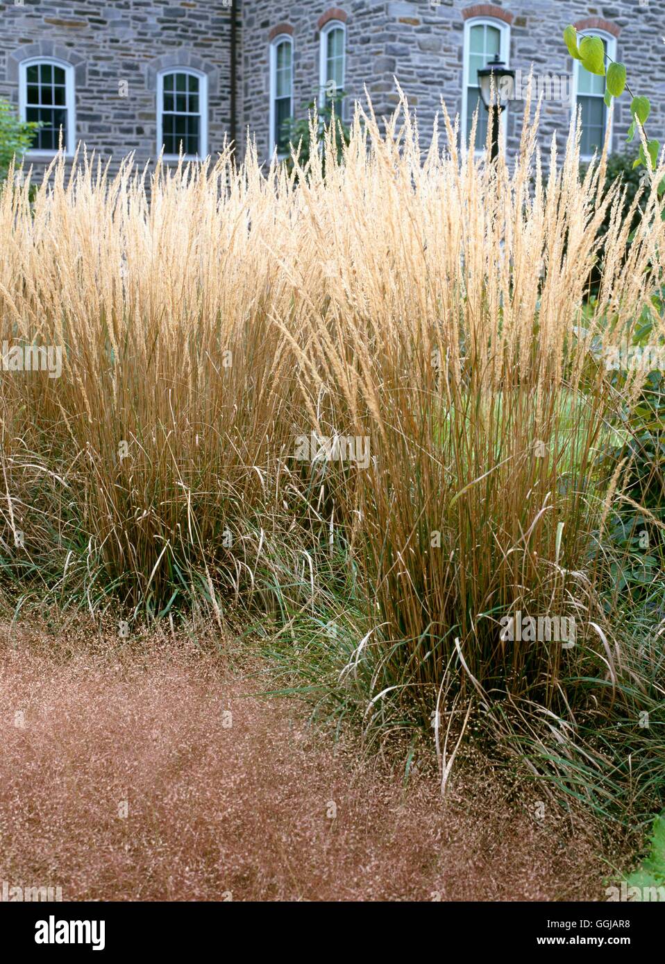 Calamagrostis X acutiflora-'Karl Foerster' GRA091668 Stockfoto