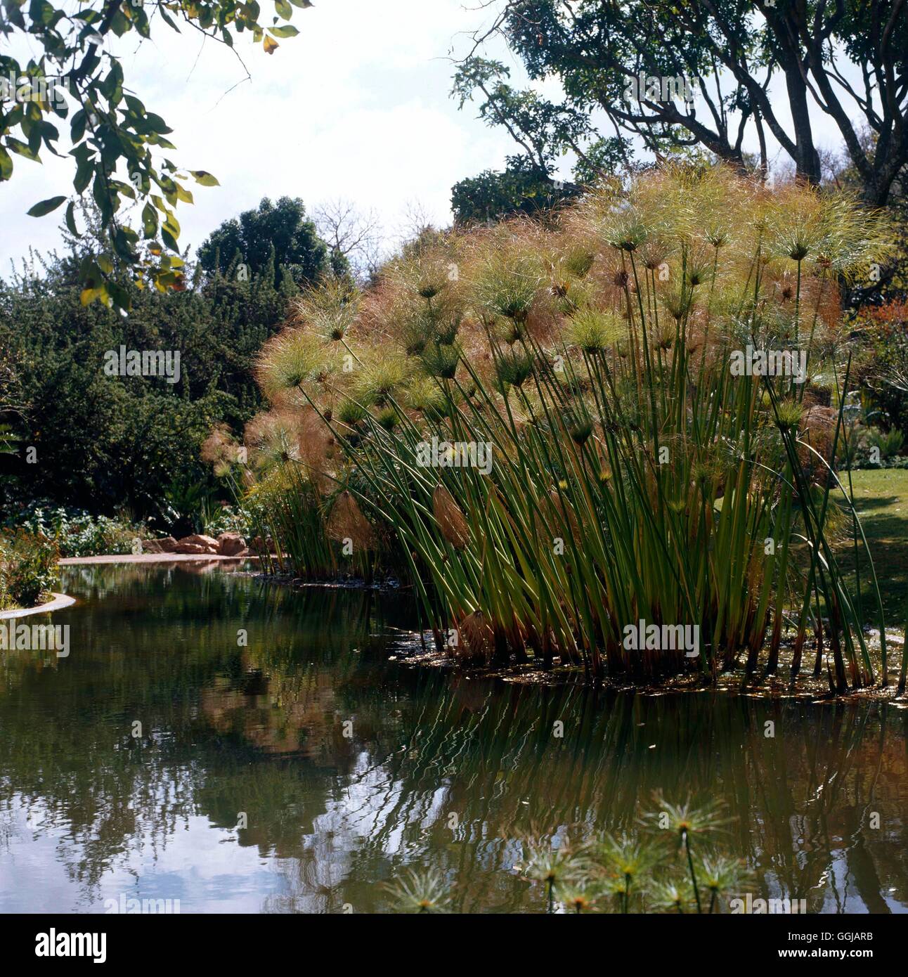 Cyperus Papyrus Papyrus GRA091944 Stockfotografie Alamy