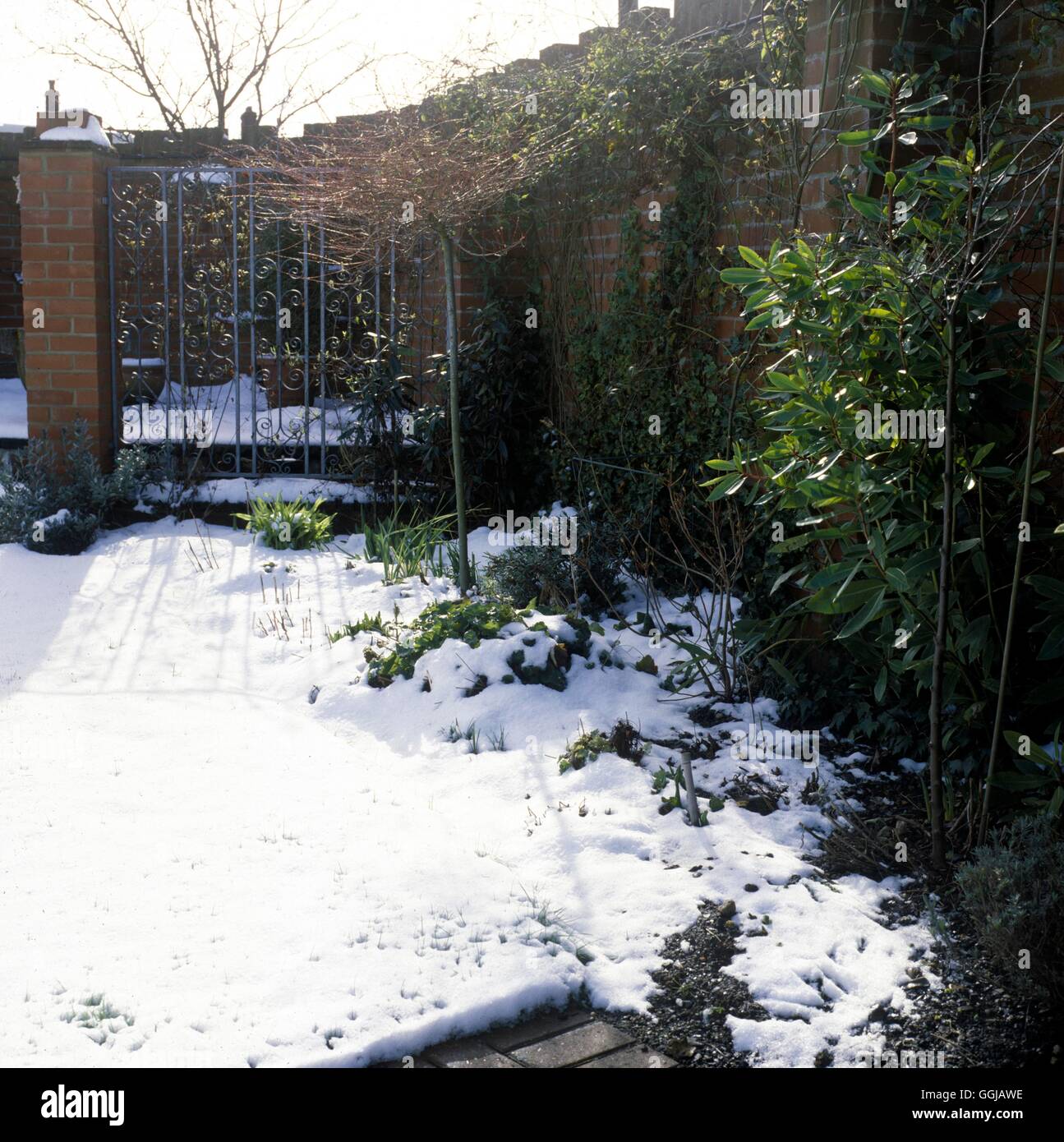 Garten in verschiedenen Jahreszeiten Winter Datum: 23.06.08 GSE049568 Stockfoto
