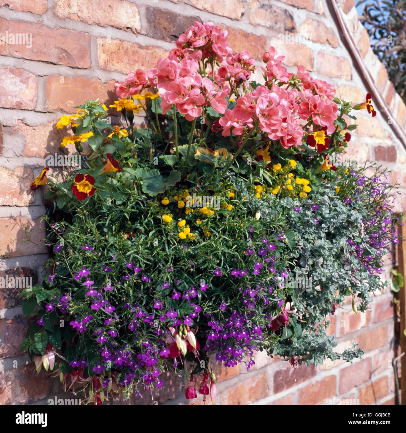 Hängenden Korb - bepflanzt mit Geranien Lobelia Helichrysum Calceolaria und Fuchsia HBA095194 Stockfoto