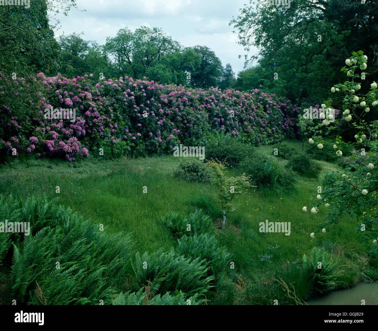 Rhododendron hecke -Fotos und -Bildmaterial in hoher Auflsung  Alamy
