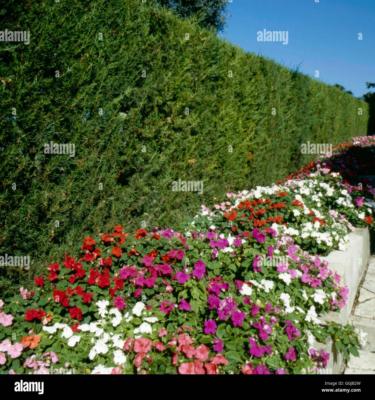 Hecke - Cupressus Macrocarpa underplanted mit Impatiens Monterey Zypresse HED054604 Fotos Stockfoto