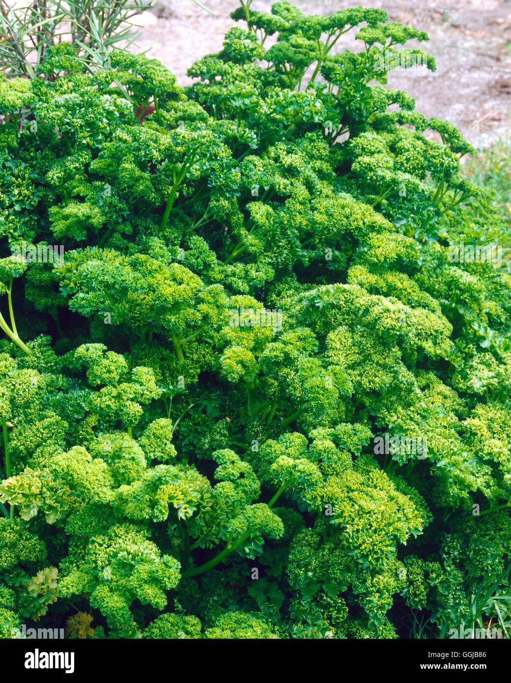 Petersilie - gewellt - auch bekannt als Garten-Petersilie (Petroselinum Crispum)'' ' HER049191 Foto " Stockfoto