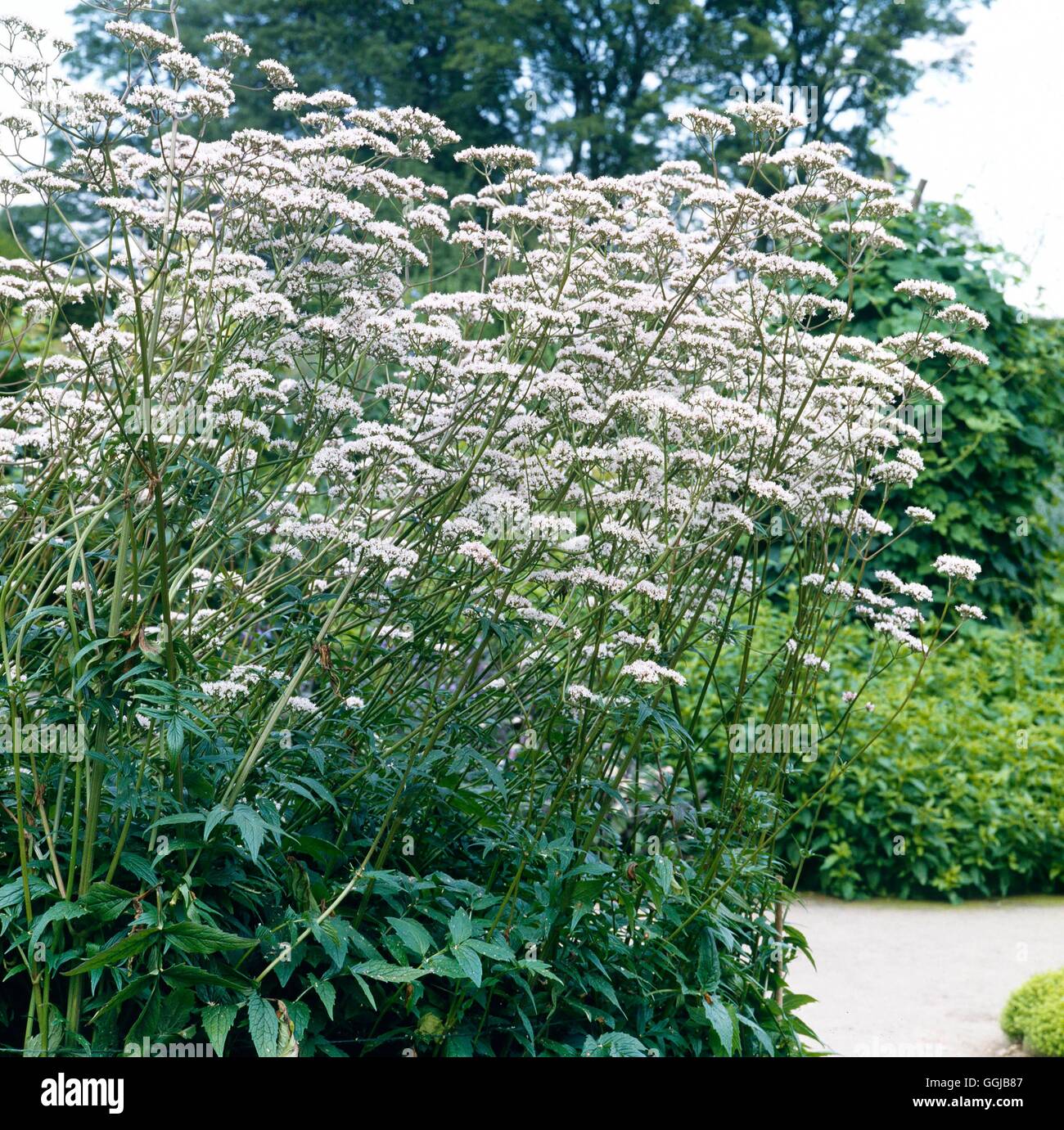 Baldrian - (Valeriana Officinalis) HER049200 Stockfoto