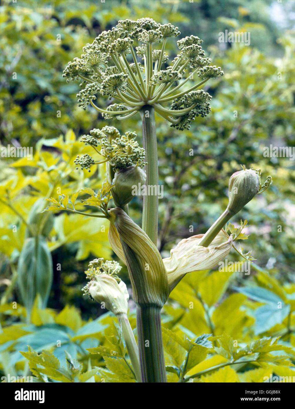 Angelica Archangelica - Blume zeigt den Kopf (Garten Angelica) HER056206/p Stockfoto