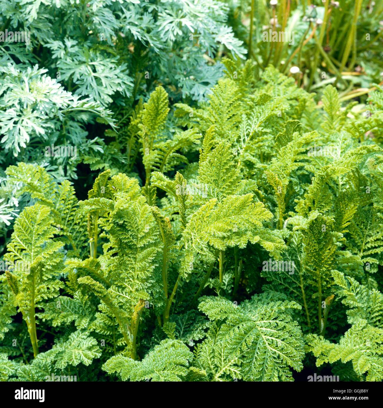 HER056404 - Krause - Rainfarn (Tanacetum Vulgare 'Crispum') Stockfoto