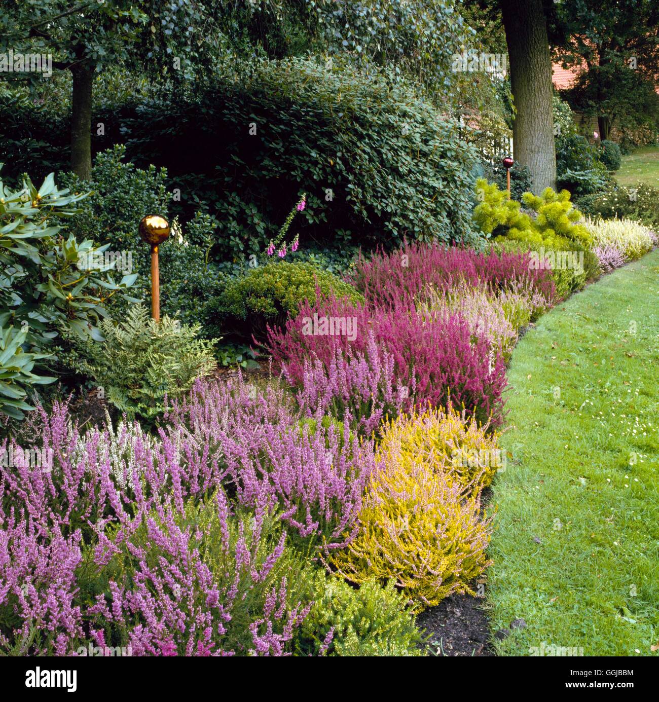Heather Garden - im Sommer bei Jeddeloh W. Deutschland - - Hinweis: reflektierende Kugel, Raubvögel abzuhalten. (Modern - Version)   Ref: Stockfoto