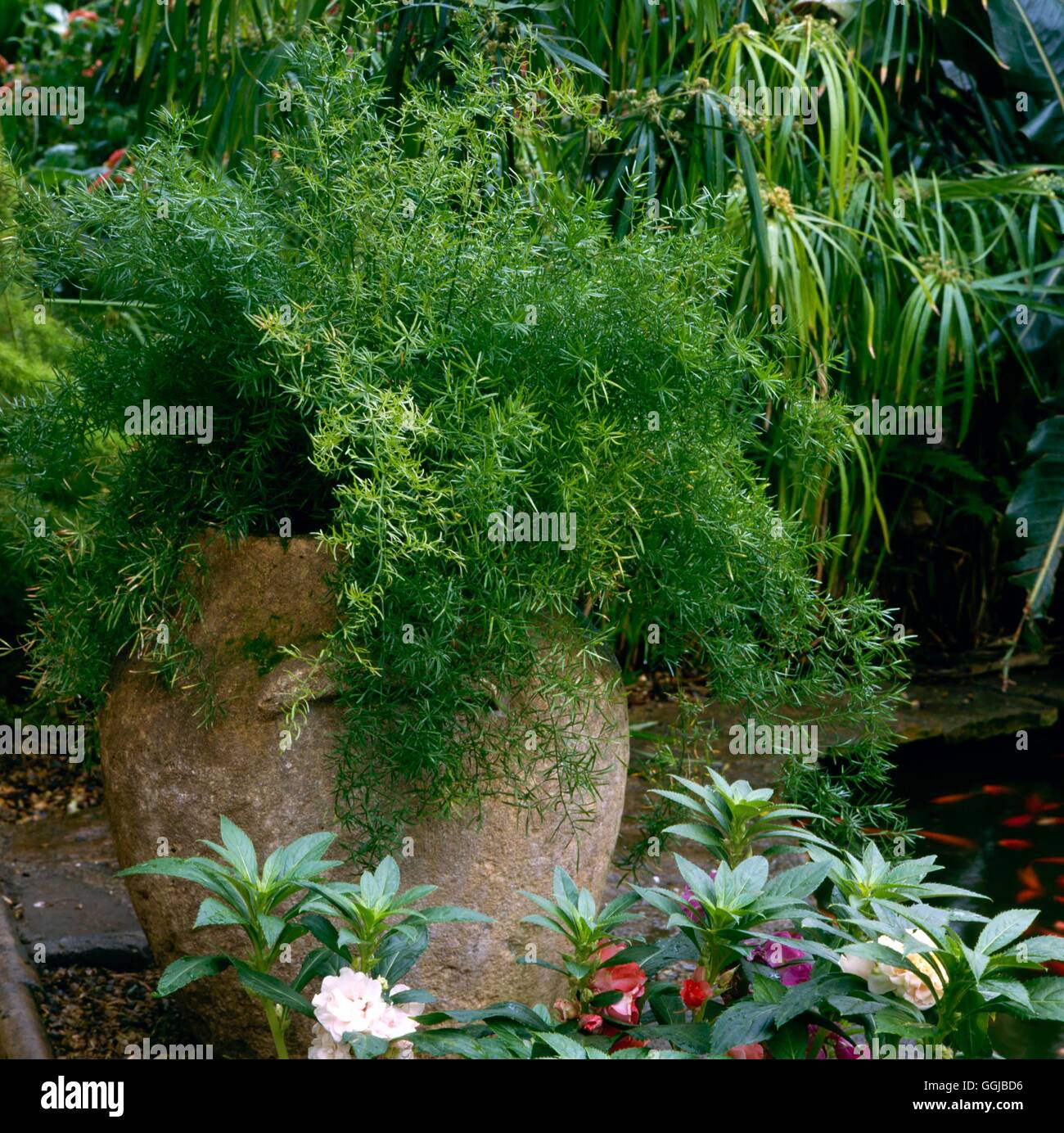Hallenbad - mit Fisch und eine Urne mit Spargel Sprengeri HPS001316 Fotos Horticult gepflanzt Stockfoto