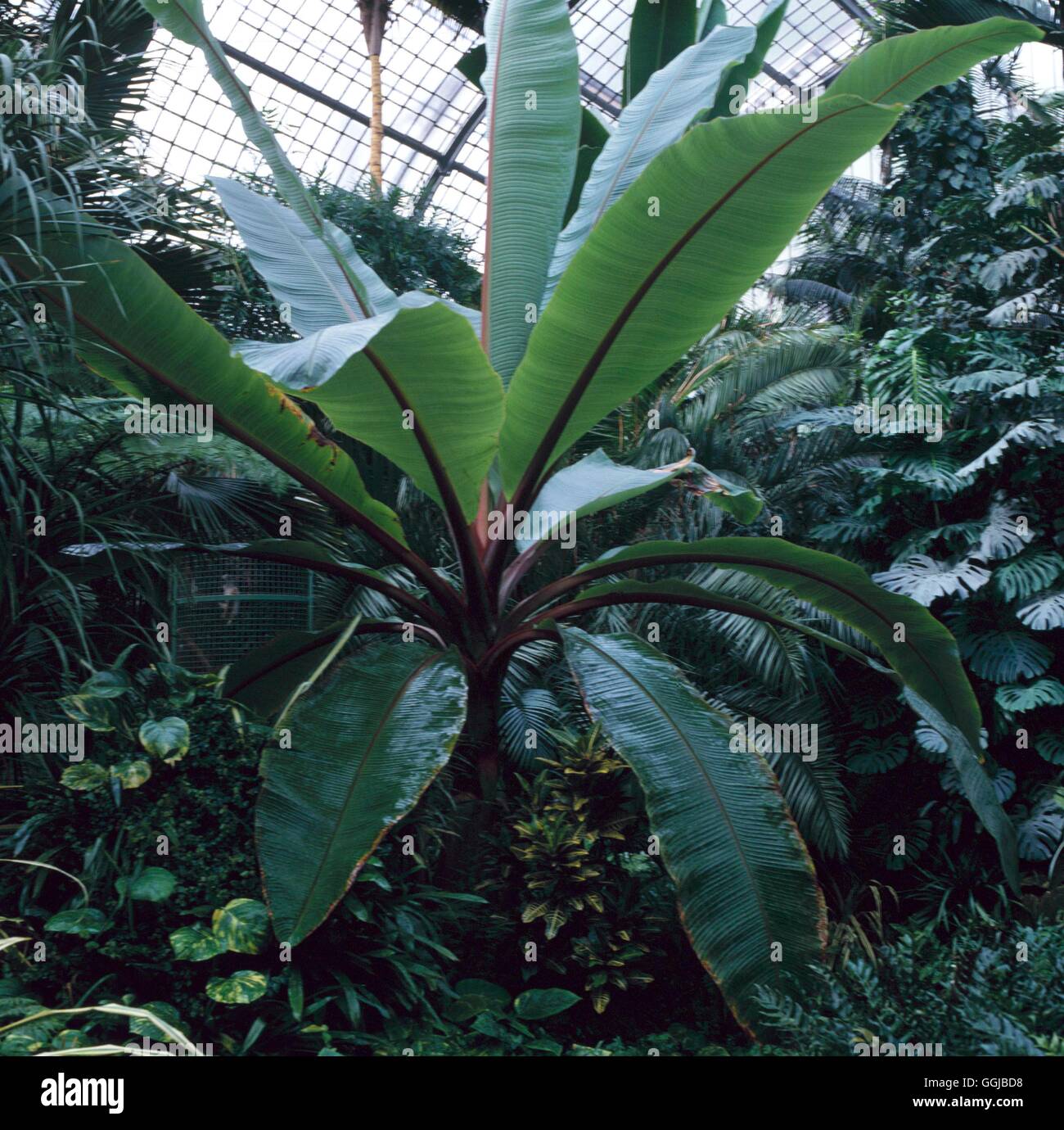 Ensete Ventricosum Stockfotos und bilder Kaufen Alamy