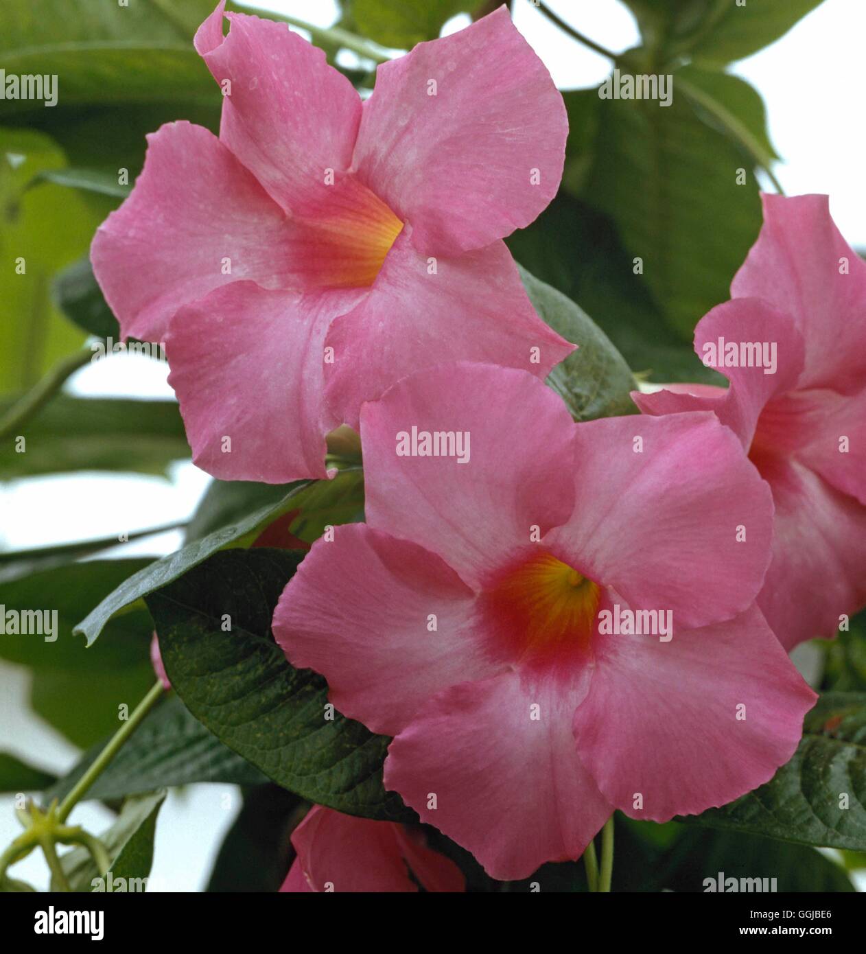 Mandevilla x amabilis Fotos und Bildmaterial in hoher Auflösung Alamy