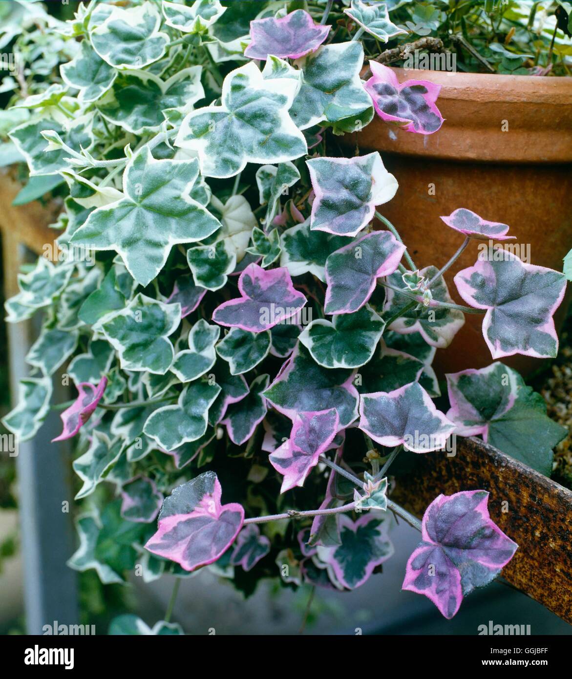 Efeu pelargonium -Fotos und -Bildmaterial in hoher Auflsung  Alamy