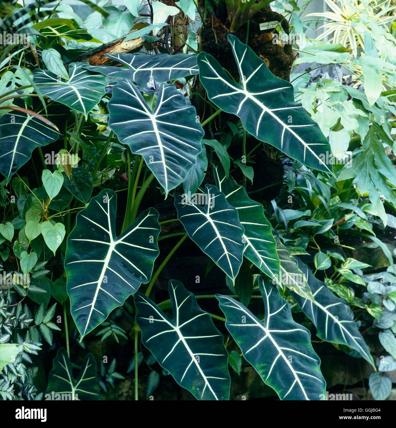 Alocasia - HPS026281 "Green Velvet" Stockfoto