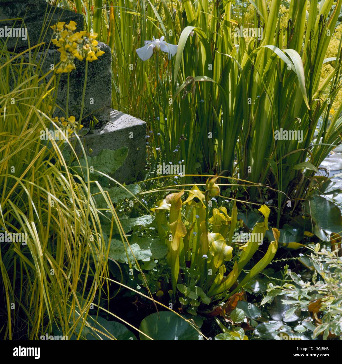 Fleischfressende Pflanzen:-Sarracenia Flava in Pool am Stourton Haus HPS036497 Fotos Horticultura Stockfoto
