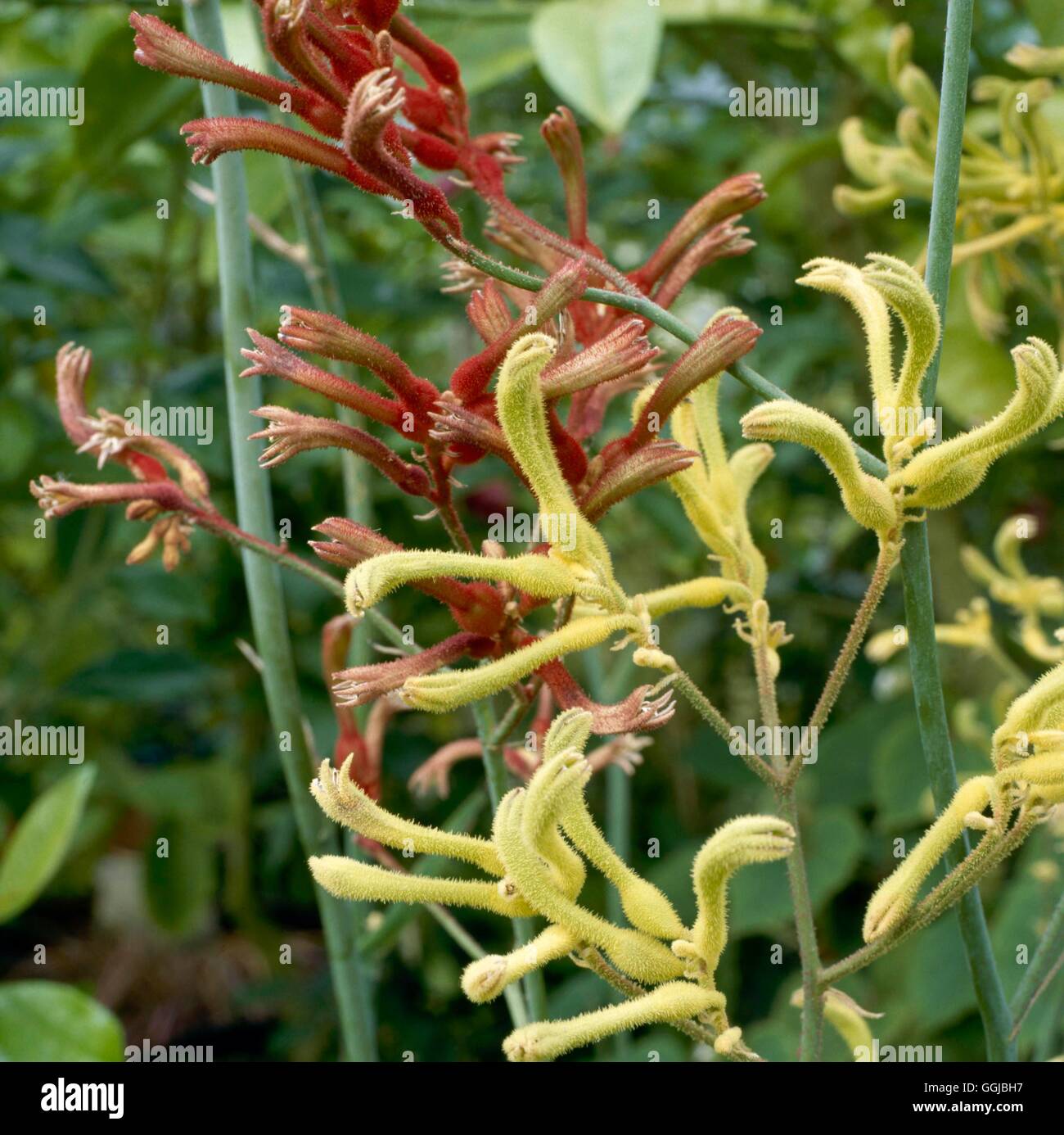 Anigozanthos Flavidus - (gelb) & ein weiteres c.v. Kangeroo Paw HPS038309 /Ph Stockfoto