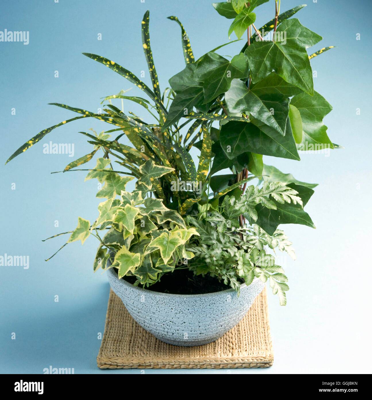 Zimmerpflanzen - gemischt - eine Schüssel mit Grünpflanzen HPS052353 zum gepflanzt Stockfoto