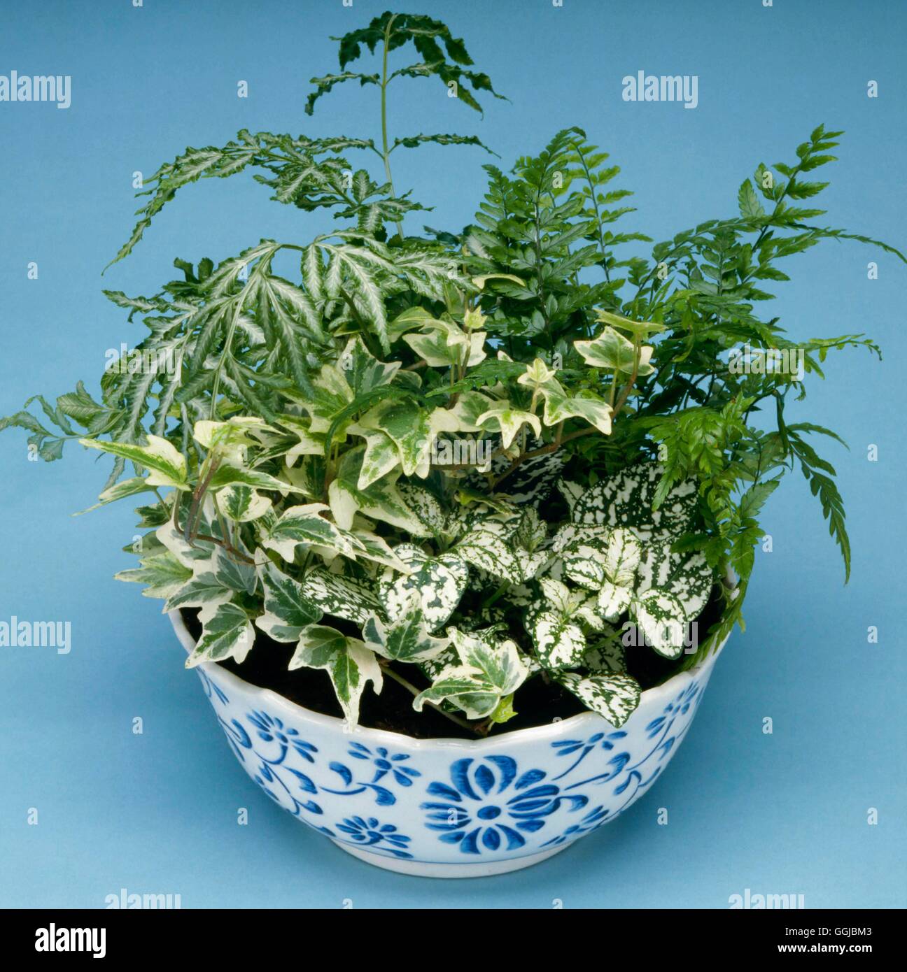 Zimmerpflanzen - gemischt - Folaige Pflanzen: Farne Efeu (Hedera) und Dracaena HPS053188 Fotos Hortic Stockfoto