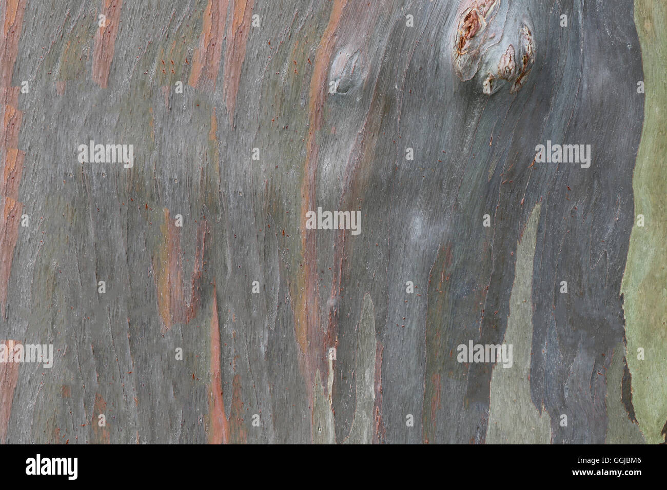 Brown Bark Alter Baum im Wald für Hintergrund-Natur-Design. Stockfoto