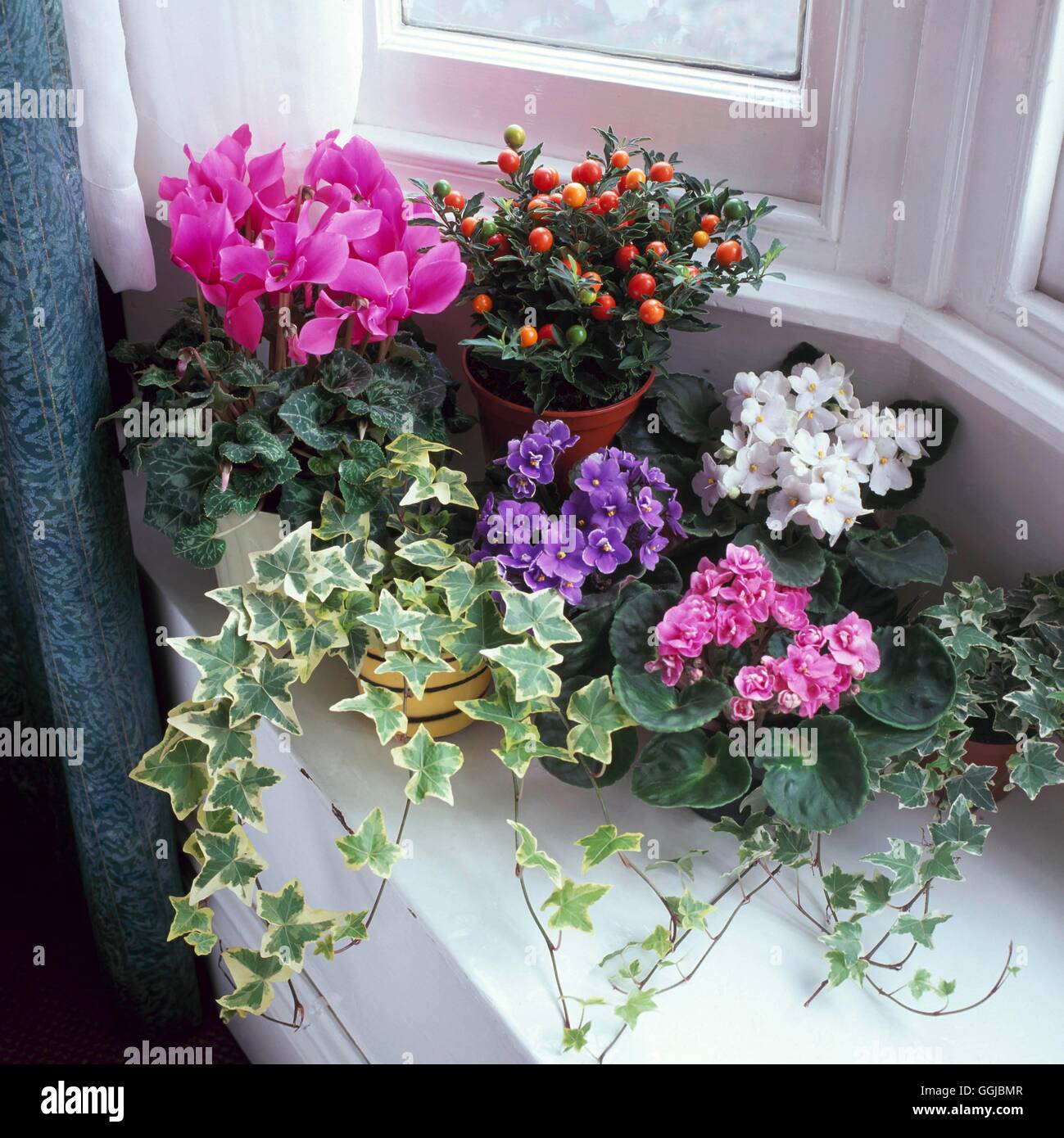 Zimmerpflanzen - gemischt - Cyclamen Solanum Hedera und Saintpaulia HPS053633 Stockfoto