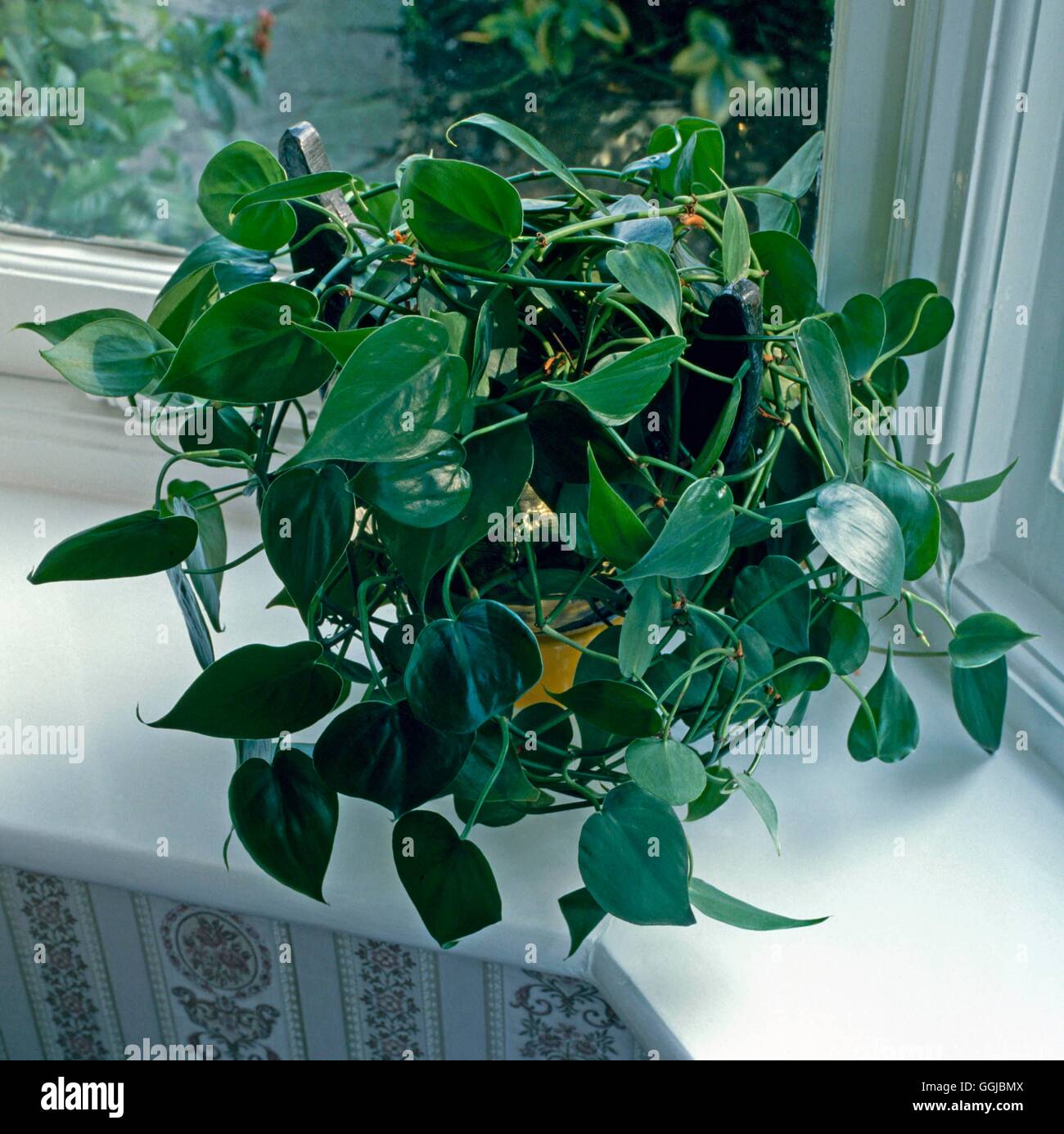 Philodendron Scandens - Herz-Blatt Philodendron HPS053761 Stockfotografie -  Alamy