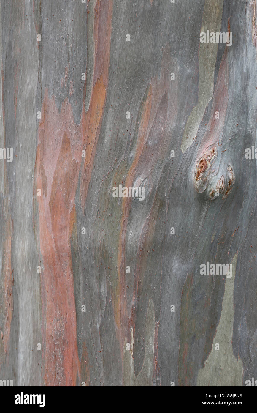 Brown Bark Alter Baum im Wald für Hintergrund-Natur-Design. Stockfoto