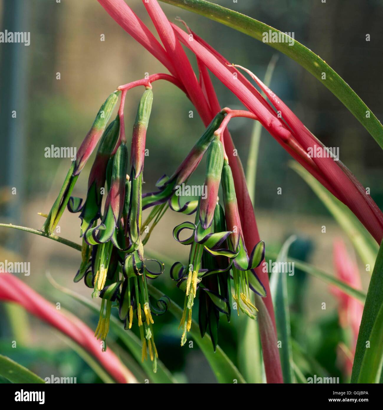 Billbergia Nutans HPS061205 Stockfoto