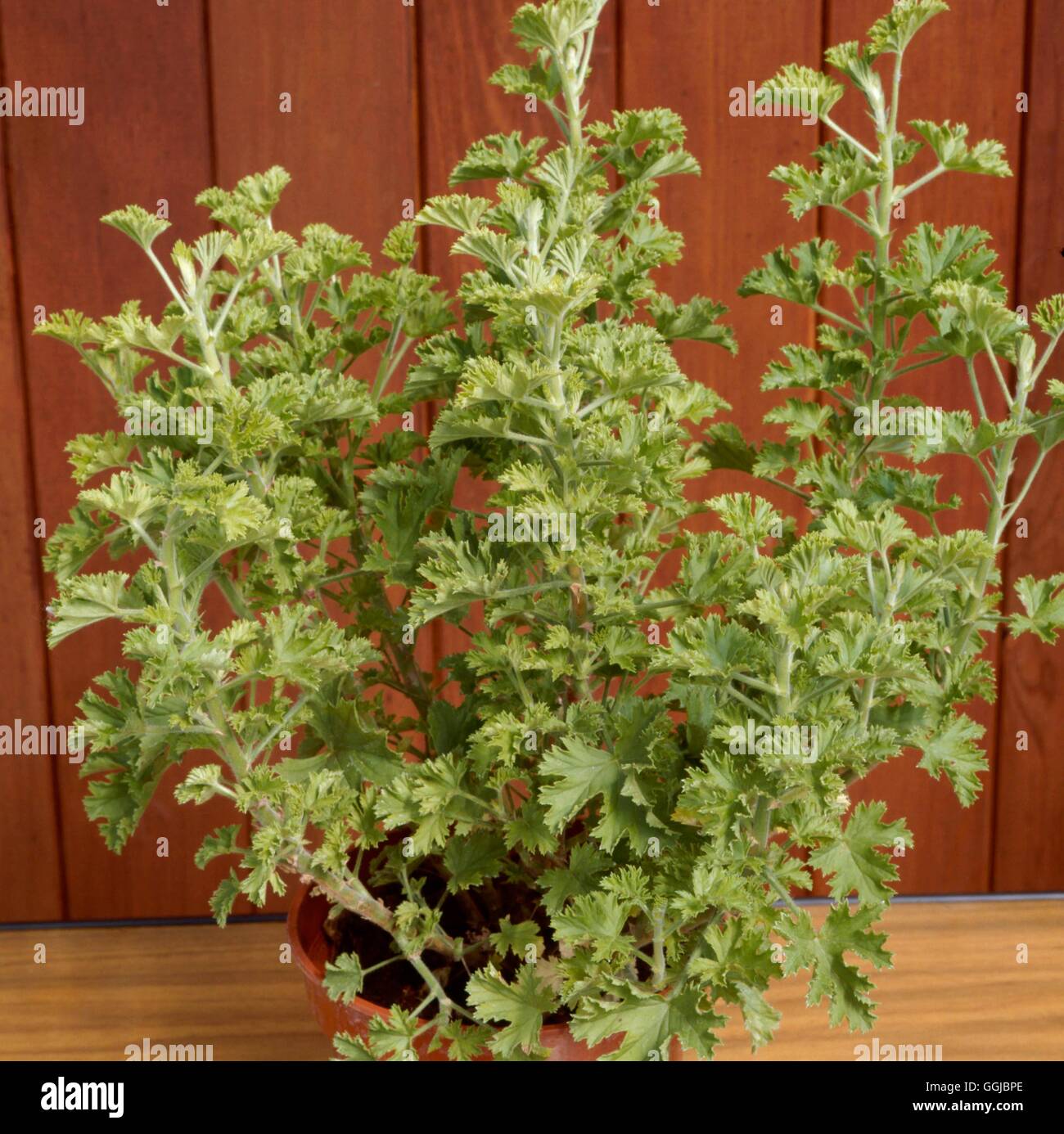 Pelargonium - 'Prince of Orange' - Orange Geranium (parfümiert)''''' HPS 063373 Fotos Horticul' Stockfoto