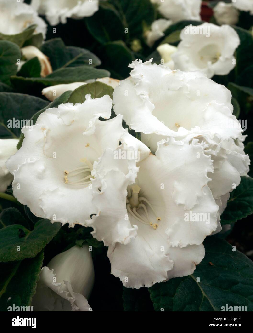 Sinningia Speciosa - "White Sail" HPS079766 Stockfoto