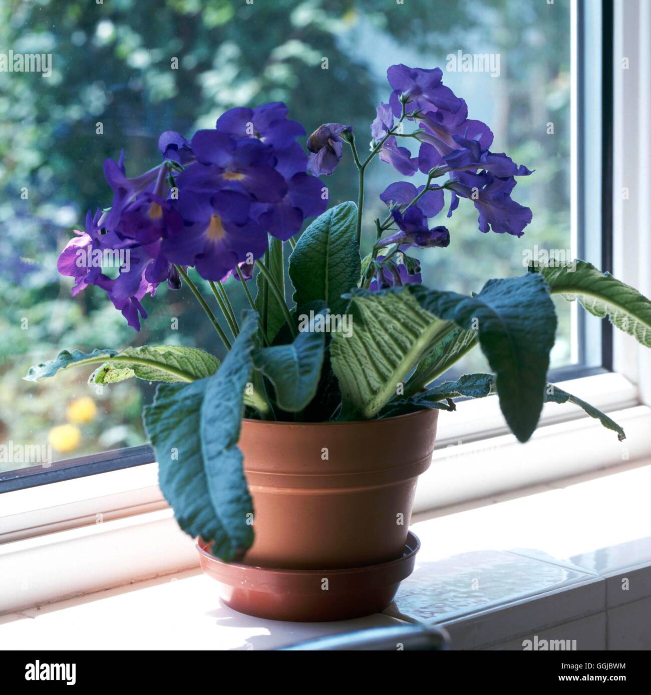 Blaue zimmerpflanze -Fotos und -Bildmaterial in hoher Auflsung  Alamy