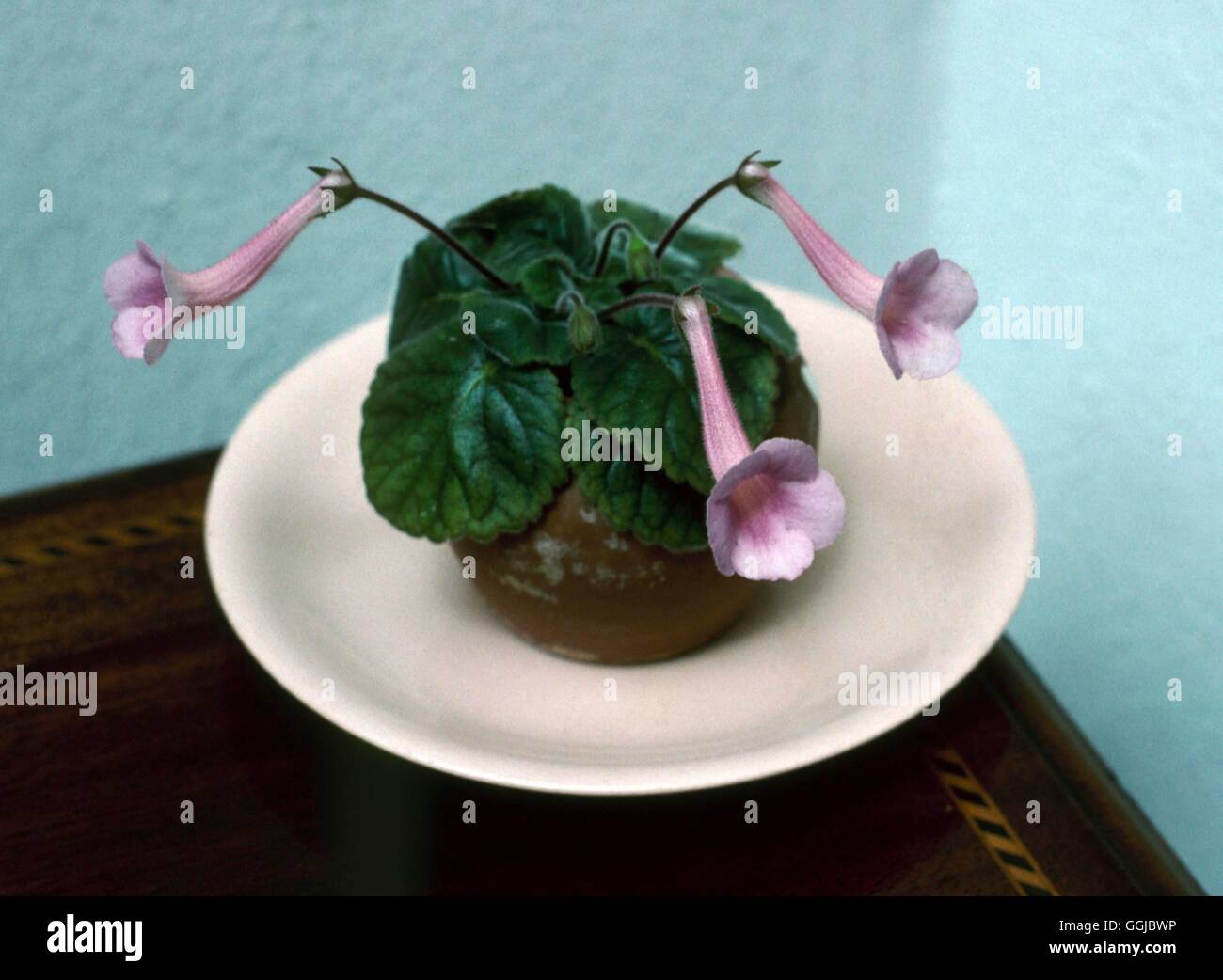 Sinningia Pusilla - (Fotograf: RG) HPS092896 Stockfoto