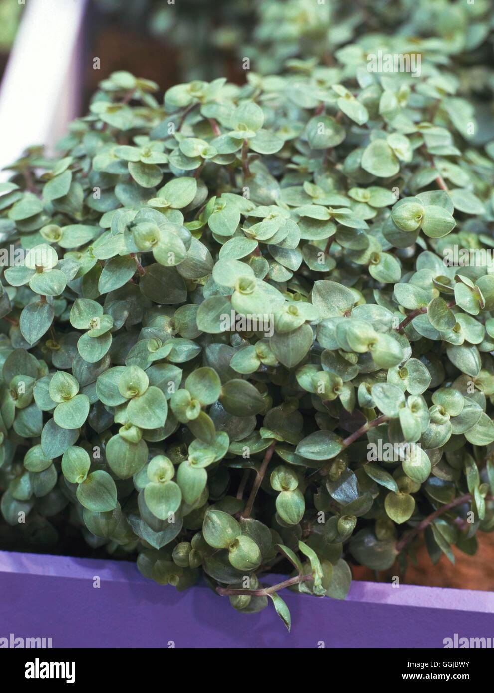 monstera stütze MONSTERA MINIMA online kaufen bei potflourri main image 0