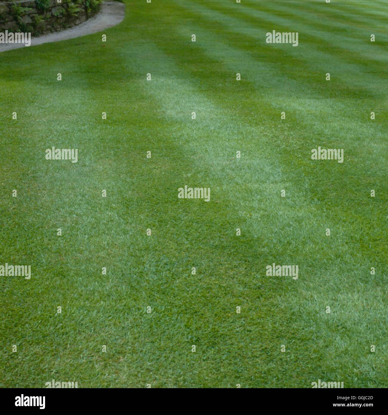 Rasen LAW056382 Stockfoto