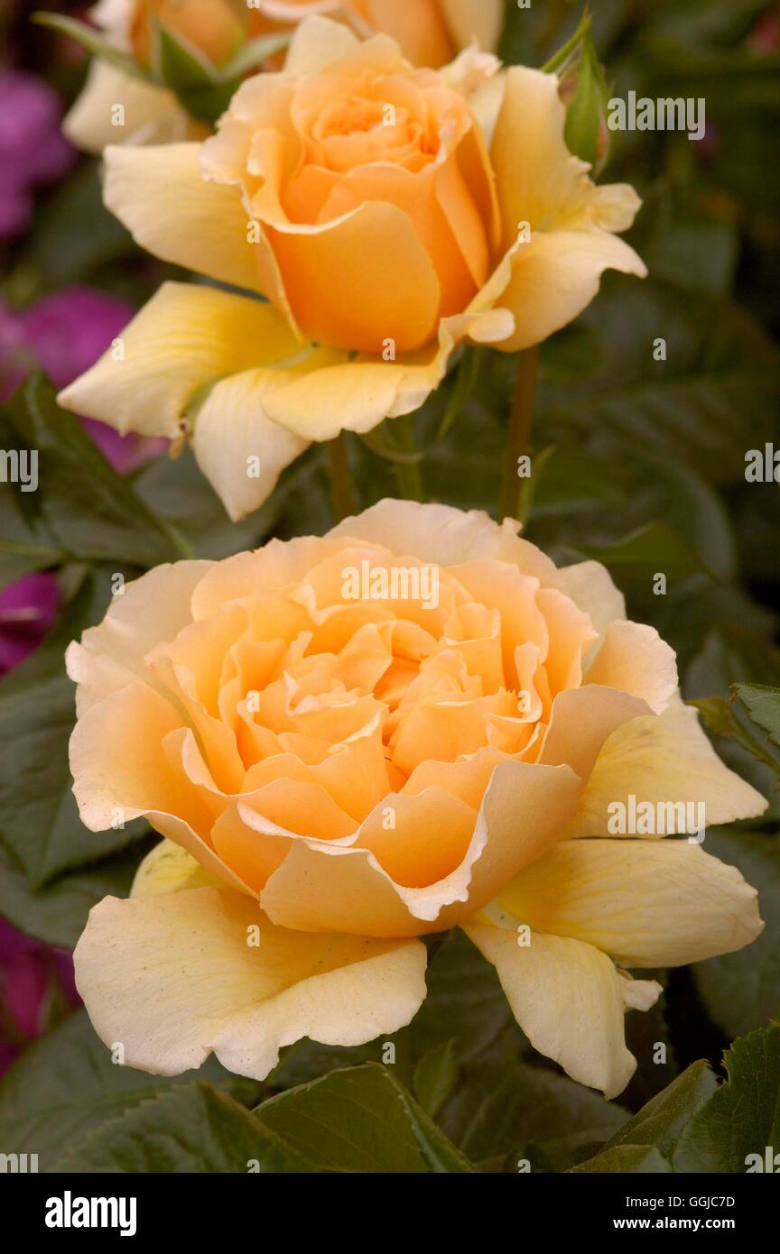 Rosa - "Erlösung" MIW250098 Stockfoto