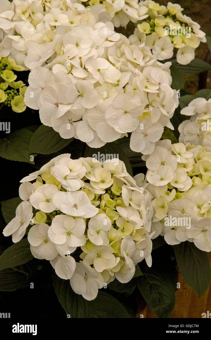 Hydrangea Macrophylla - "Schnee" MIW250103 Stockfoto