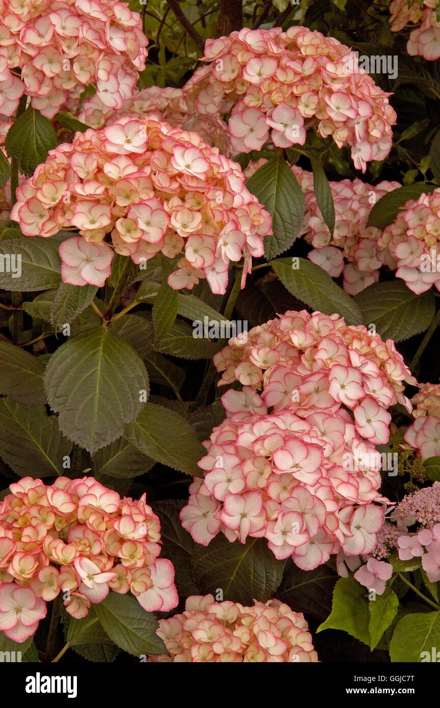 Hydrangea Macrophylla-"Sabrina" MIW250107 Stockfoto