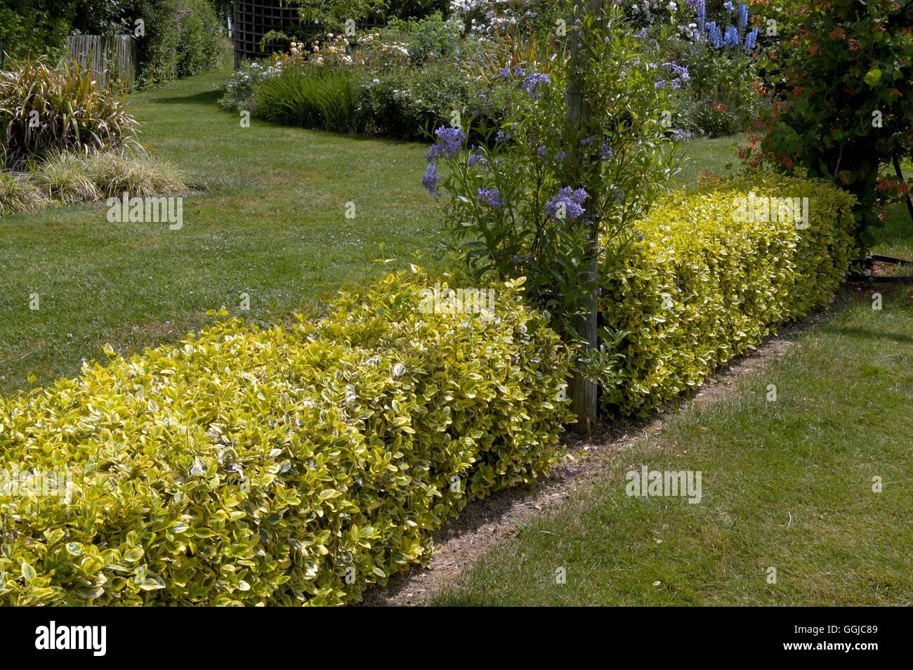 Hecke - Euonymus Fortunei ' Emerald ' n ' Gold' MIW250119 Stockfoto