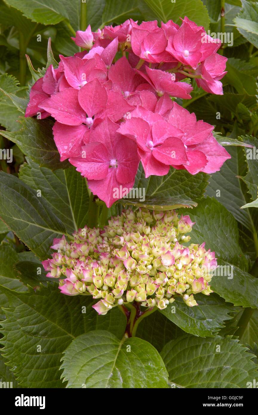 Hydrangea Macrophylla - "Todi" MIW250145 Stockfoto