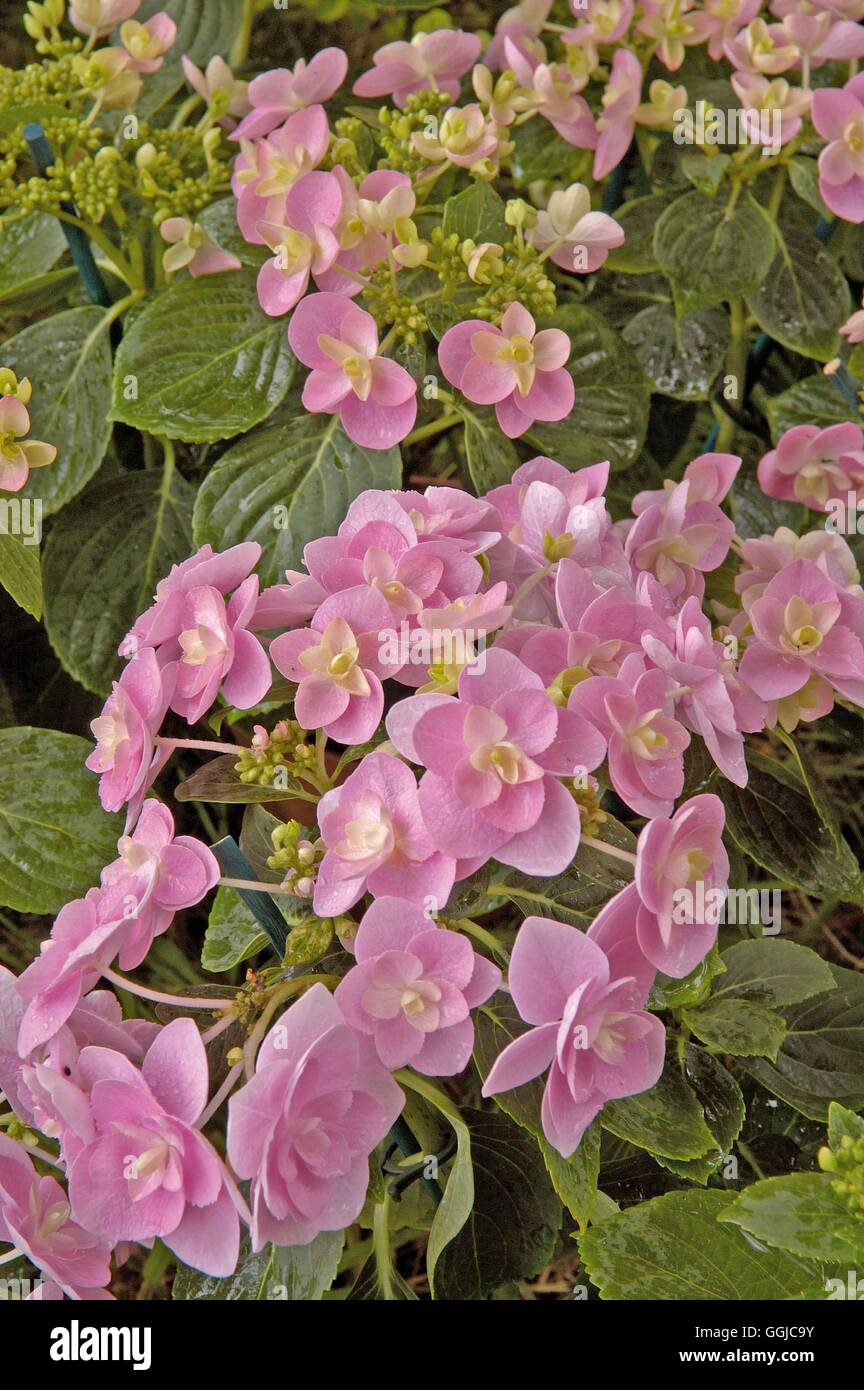 Hydranger Hortensia 'You & Me'-Serie MIW250155 Stockfoto