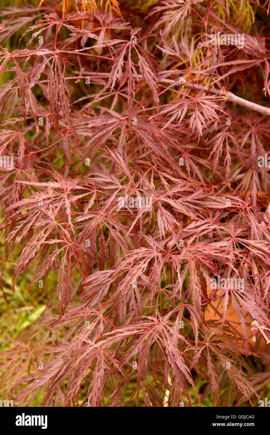 Acer Palmatum - var. Dissectum "Crimson Queen" MIW250169 Stockfoto