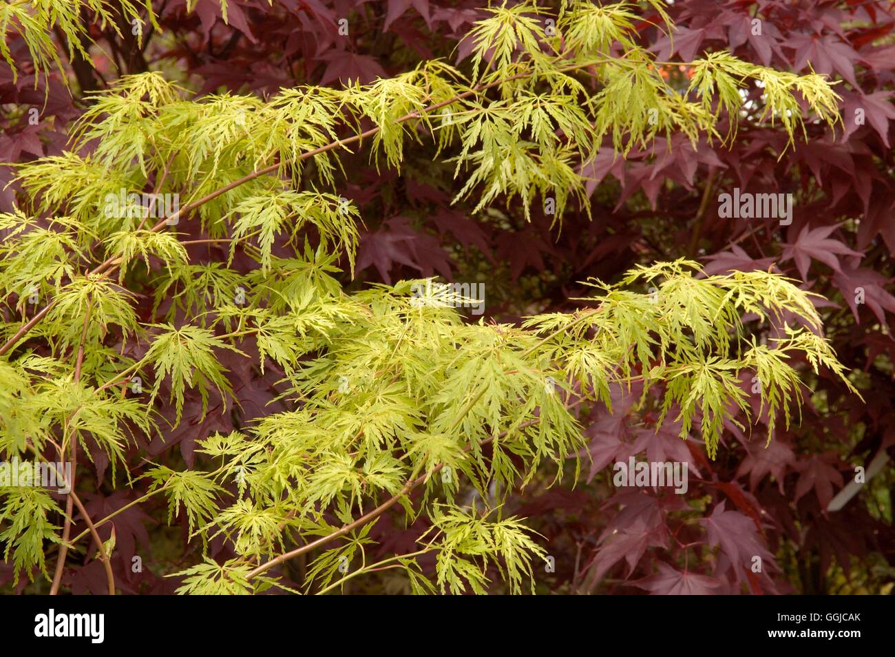 Acer Palmatum - var. Dissectum 'Seiryu' MIW250172 Stockfoto