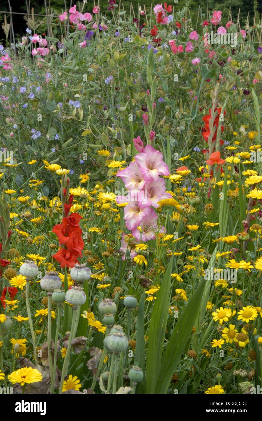 Kontingent-mit Schneidköpfe Garten Mohn Samen Gladiolen- und Mais Ringelblumen MIW250227 Ph Stockfoto