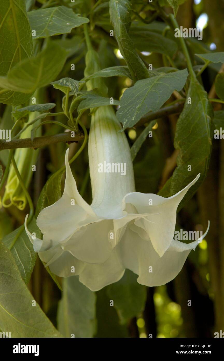 Brugmansia Arborea-- (Datura Arborea) MIW250244 Stockfoto