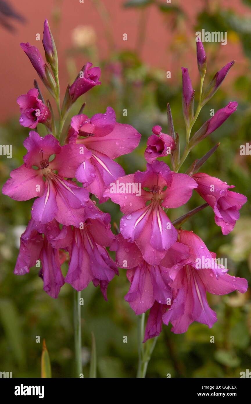 Gladiolus Communis-Subspecies Byzantinus AGM MIW250267 Stockfoto