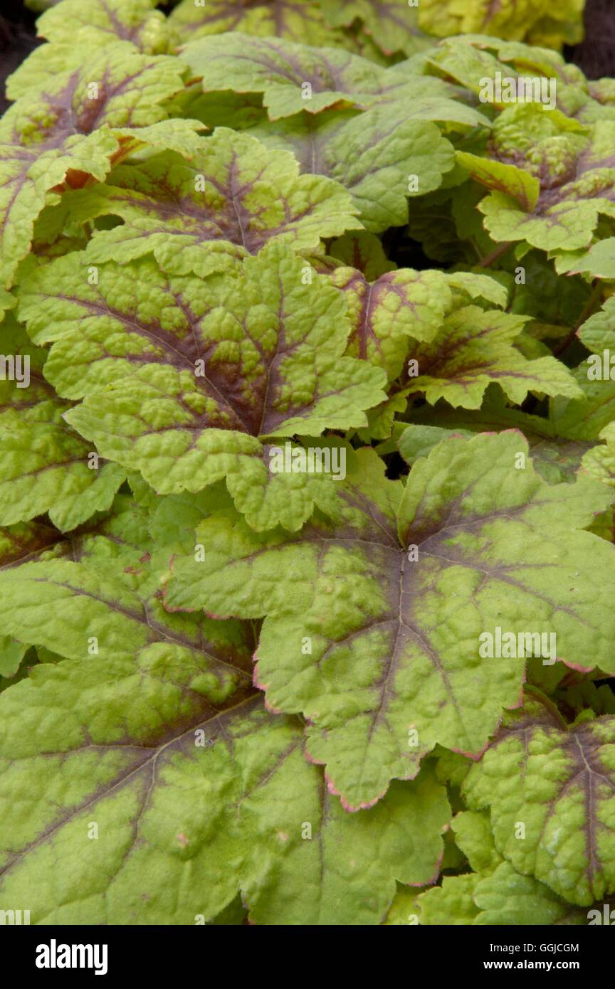 X Heucherella "Ampel" MIW250310 Stockfoto