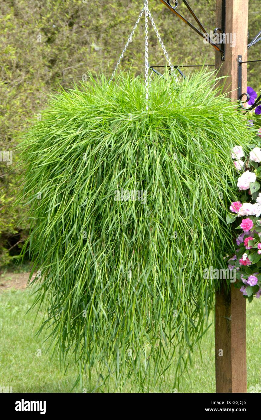 Blumenampel - gepflanzt mit hängenden Bamoo Gras MIW 250354 Stockfoto