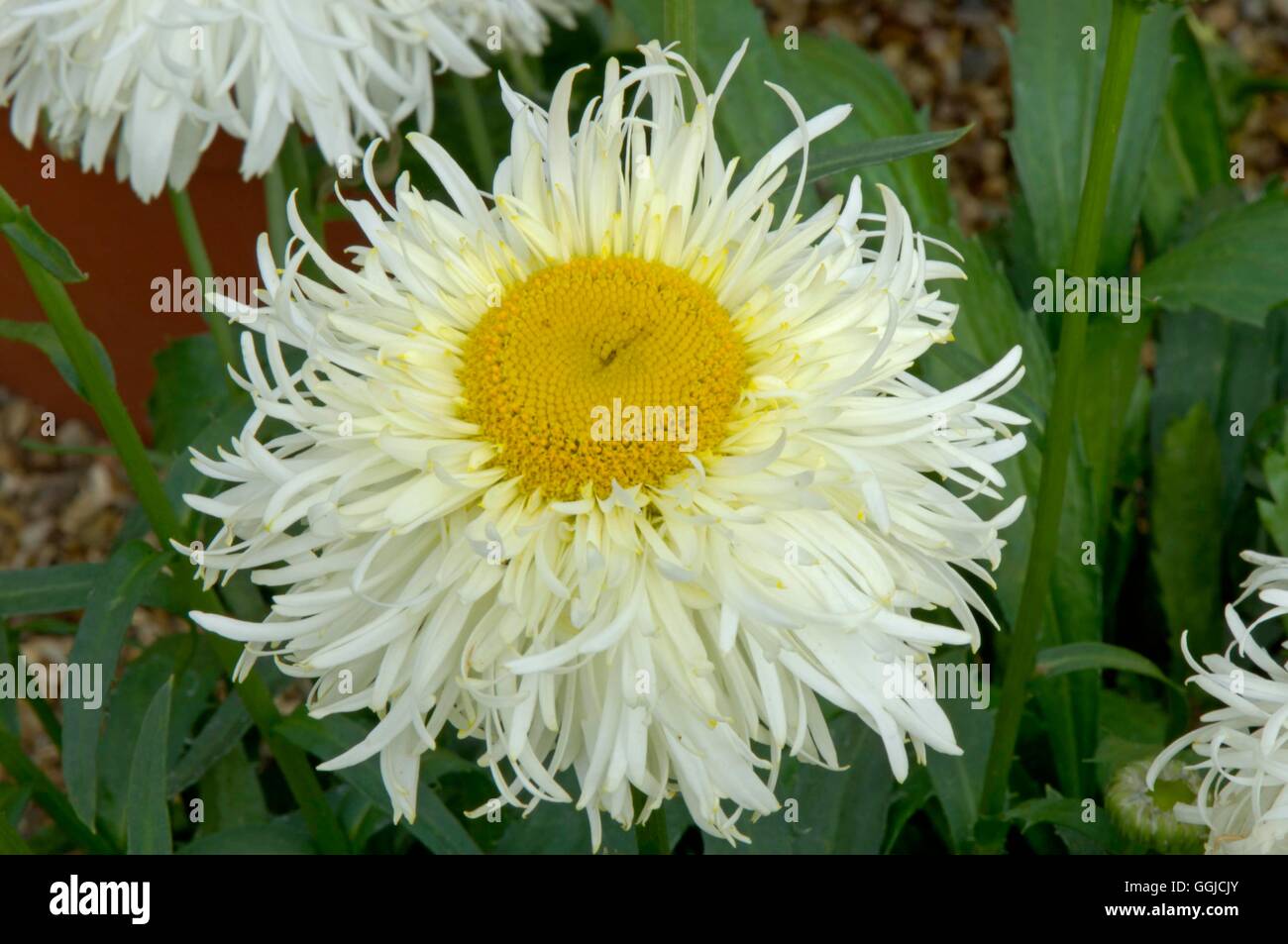 Leucanthemum 'Goldrush' MIW250370 Stockfoto