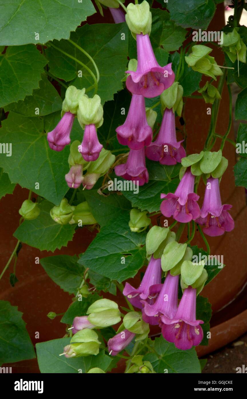 Asarina Purpurea - "Viktoriafälle" MIW250381 Stockfoto