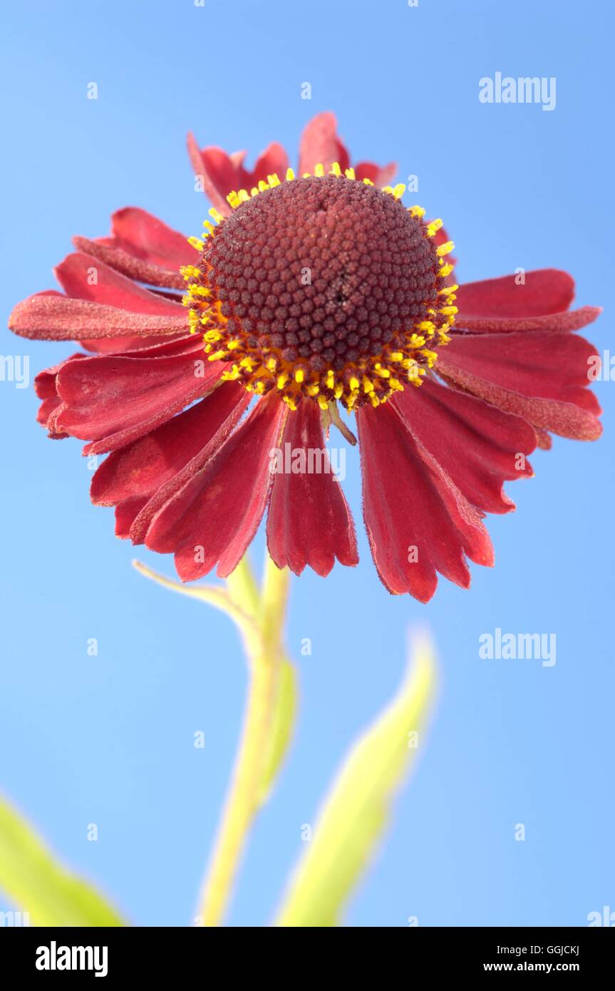 Helenium 'Ruby Tuesday' MIW250385 Stockfoto