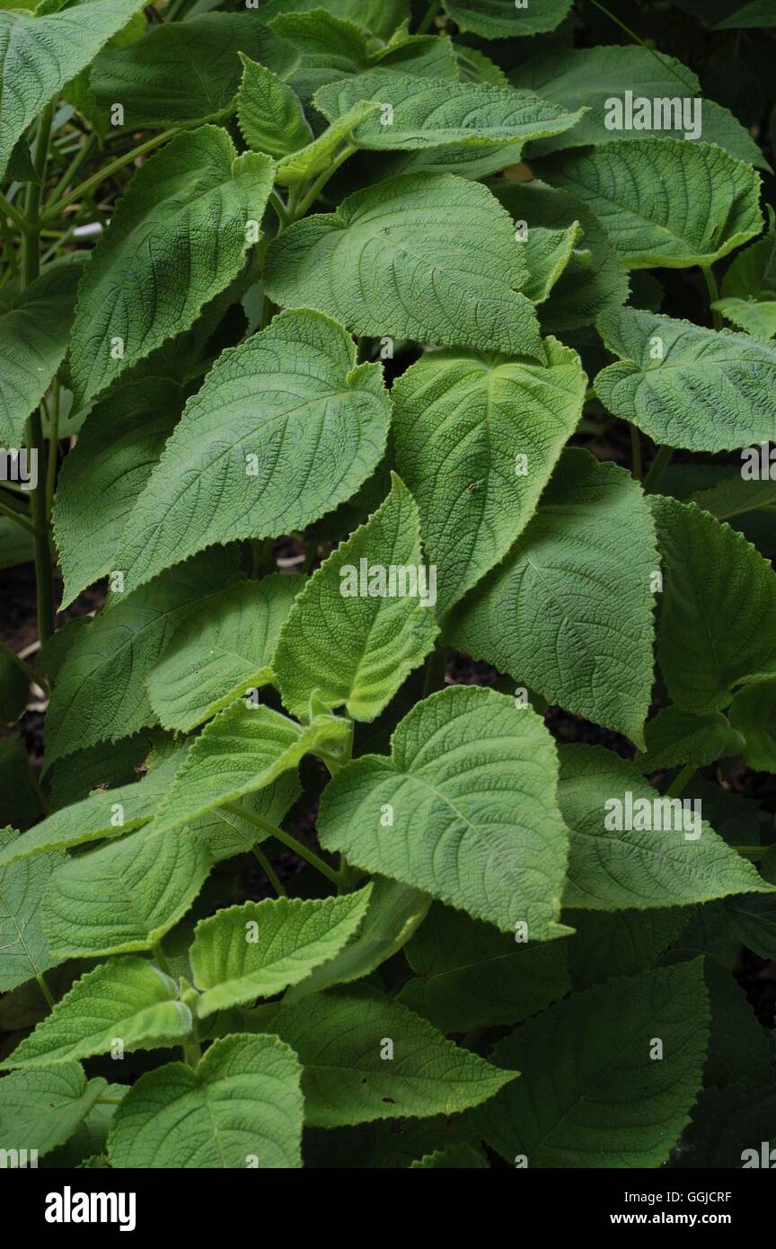 Salvia Dorisiana-- British Honduras Salbei '' Doris Salbei ''' MIW250467 /Ph' Stockfoto