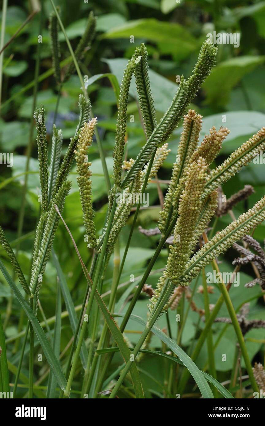 Eleusine Caracana-Fingerhirse MIW250482 Stockfoto